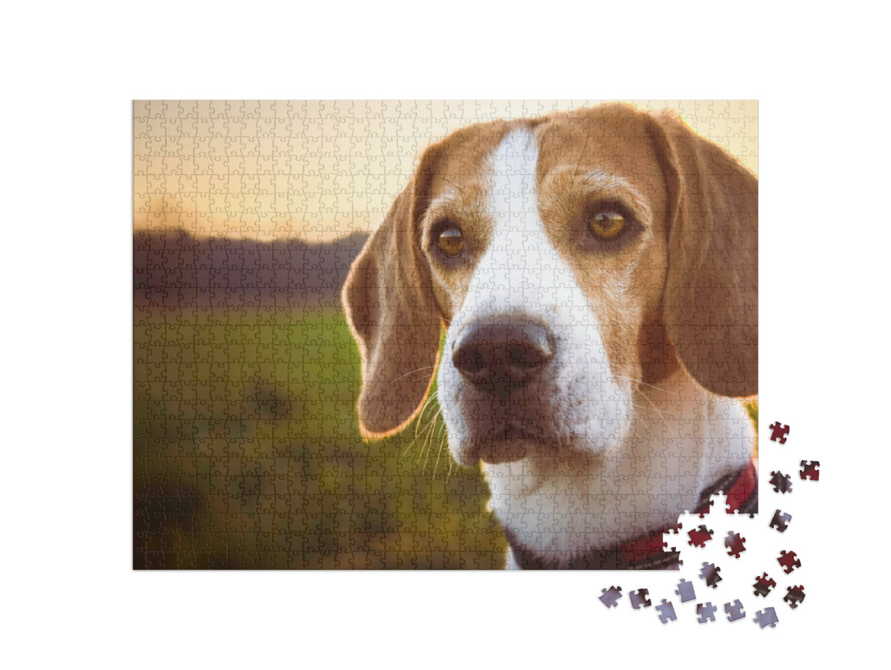 Puzzle 1000 pezzi „Ritratto di un beagle al tramonto“