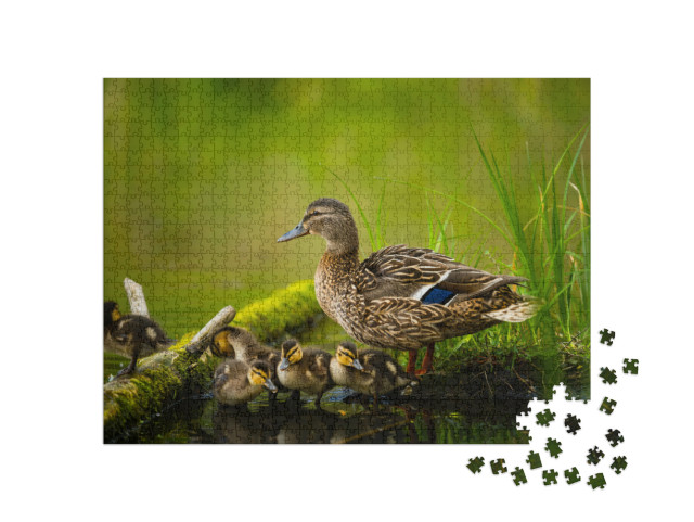 Puzzle 1000 pezzi „Femmina di anatra domestica con piccoli anatroccoli“