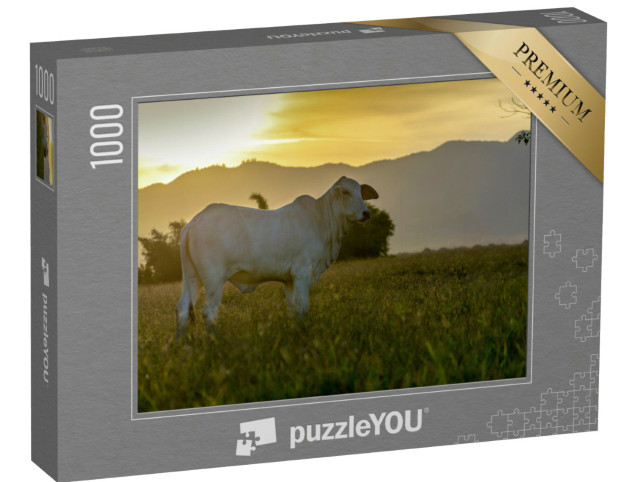 Puzzle 1000 pezzi „Bovini Nelore al pascolo al tramonto“