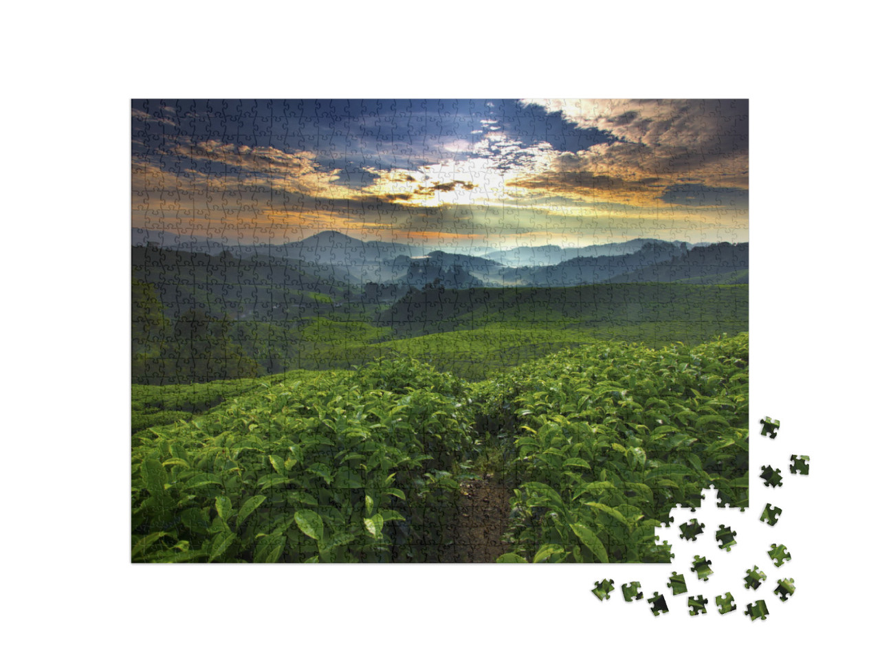 Puzzle 1000 pezzi „Il sole splende sul giardino del tè“