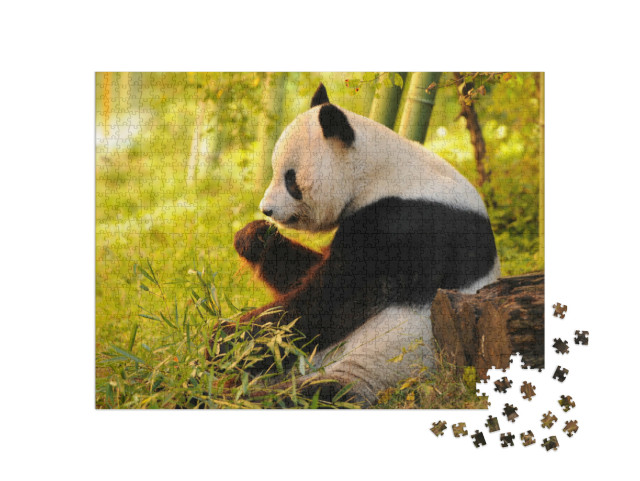 Puzzle 1000 pezzi „Il panda gigante mangia il bambù“