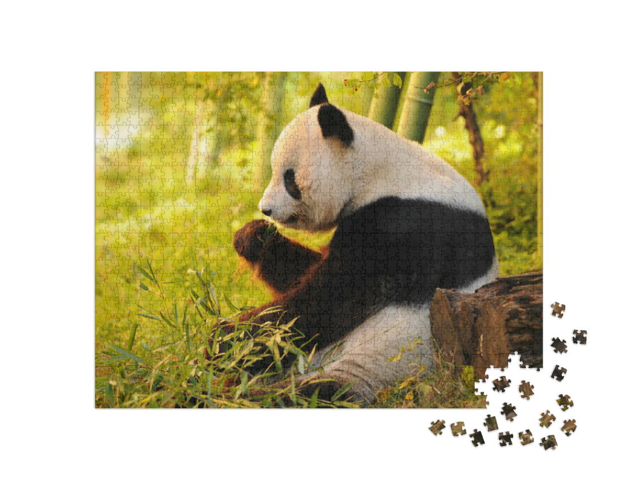 Puzzle 1000 pezzi „Il panda gigante mangia il bambù“