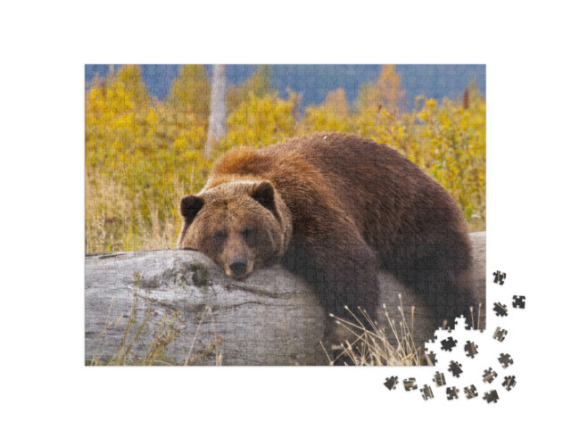 Puzzle 1000 pezzi „Orso grizzly, Alaska“