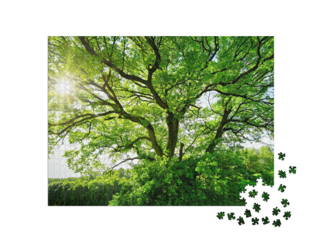 Puzzle 1000 pezzi „Un vecchio albero maestoso alla luce del sole“