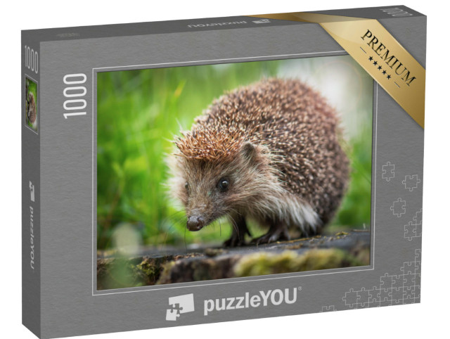 Puzzle 1000 pezzi „Un piccolo riccio su un ceppo d'albero“