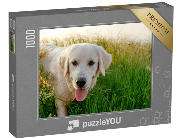 Puzzle 1000 pezzi „Labrador Retriever a passeggio in un prato“