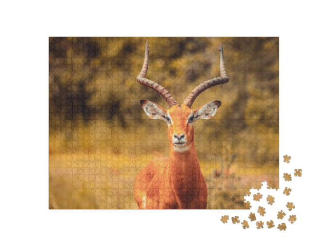 Puzzle 1000 pezzi „Antilope Impala“