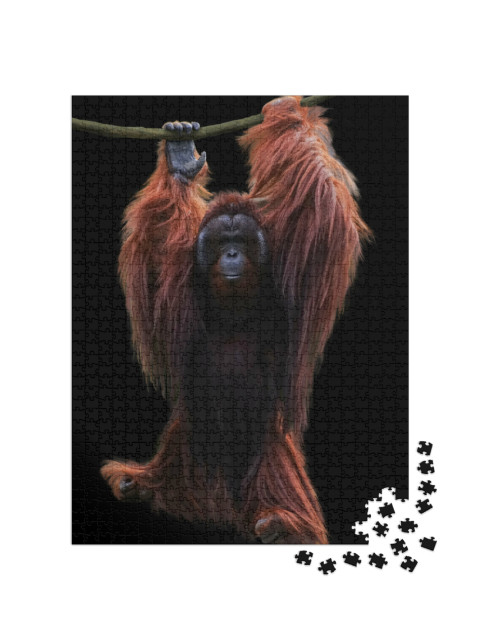 Puzzle 1000 pezzi „Orangutan appeso a una corda“