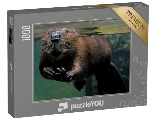 Puzzle 1000 pezzi „Un castoro nell'acqua“