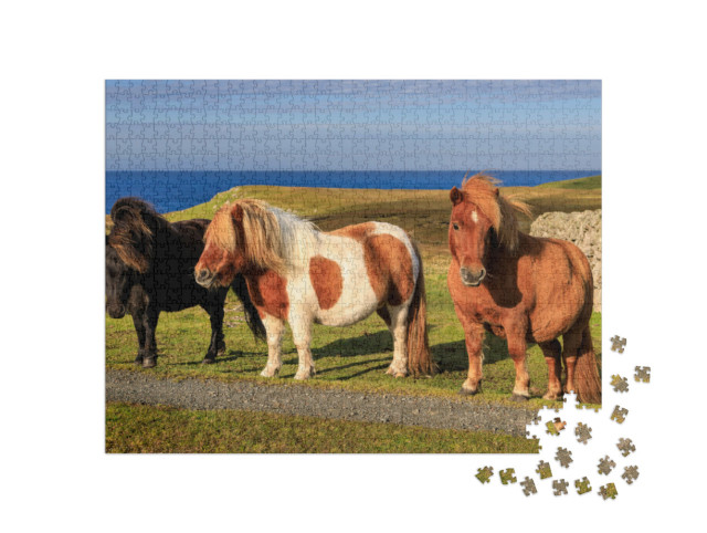 Puzzle 1000 pezzi „Tre pony delle Shetland sulla costa della Scozia“