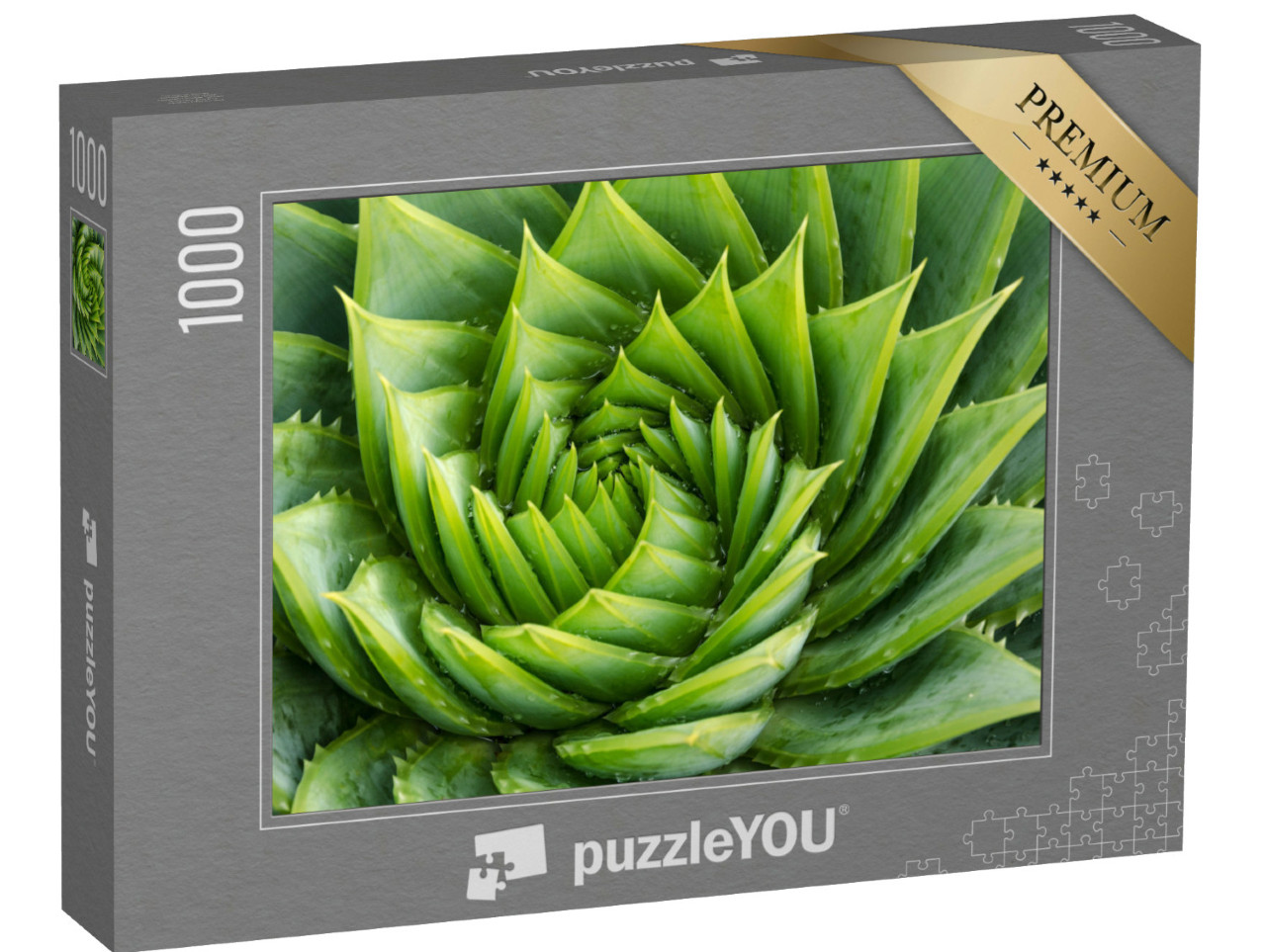 Puzzle 1000 pezzi „Aloe vera con gocce d'acqua, primo piano“