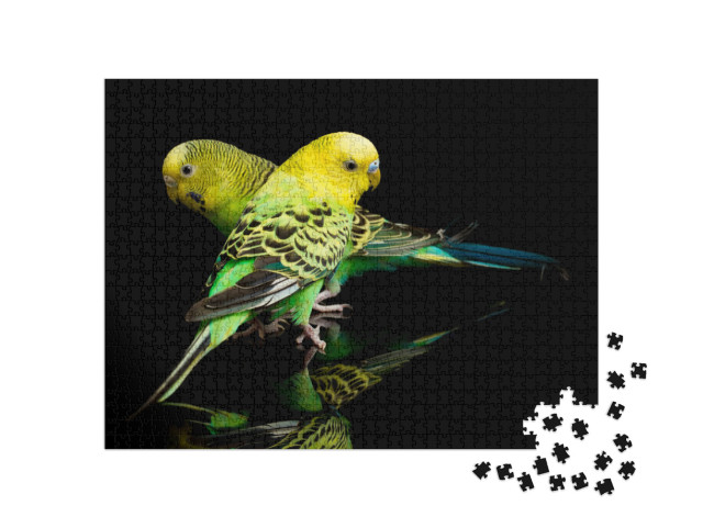Puzzle 1000 pezzi „Una coppia di pappagallini, Melopsittacus undulatus“