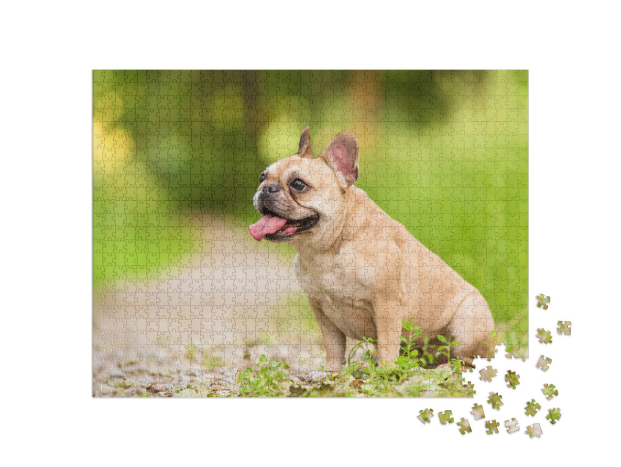 Puzzle 1000 pezzi „Primo piano di un bulldog francese“