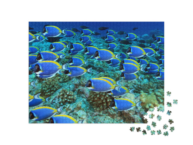 Puzzle 1000 pezzi „Banco di pesci chirurgo nella barriera corallina“