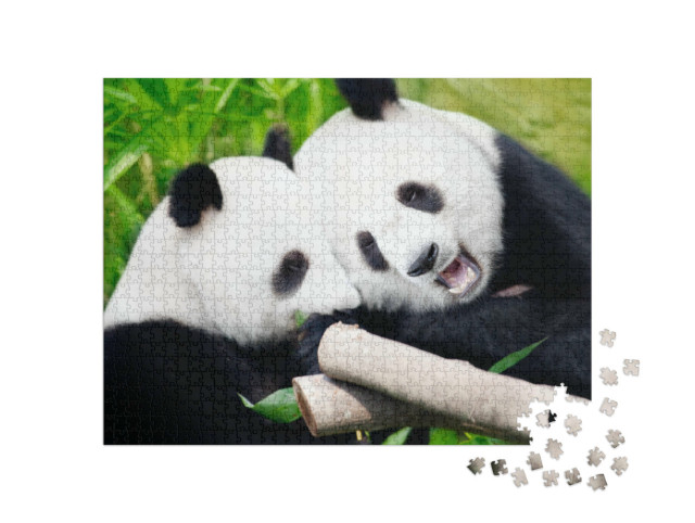 Puzzle 1000 pezzi „I panda giganti mangiano germogli di bambù“