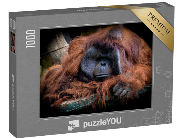 Puzzle 1000 pezzi „L'orango del Borneo maschio, Pongo pygmaeus“