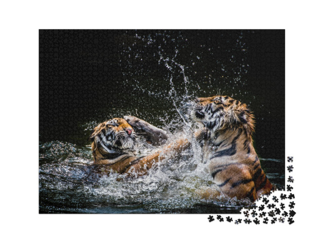 Puzzle 2000 pezzi „Combattere le tigri“