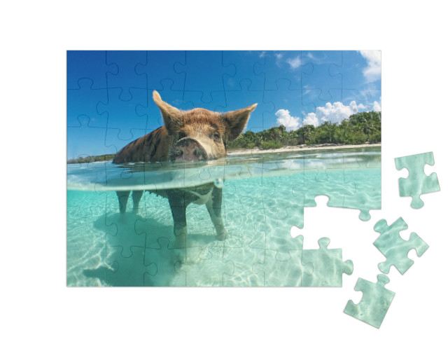 Puzzle 48 pezzi „Cinghiale amante dell'acqua alle Bahamas, nei Caraibi“