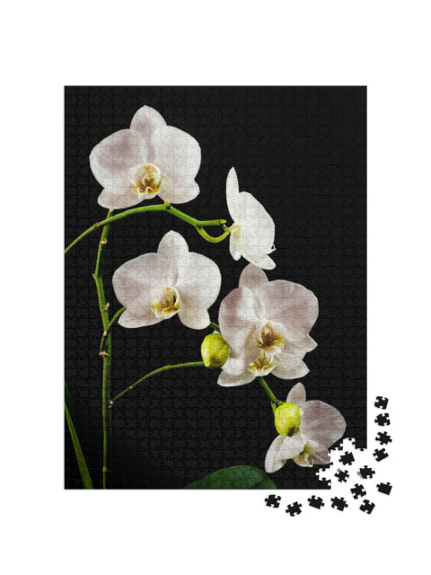 Puzzle 1000 pezzi „Ramo di orchidea bianca pieno di fiori“