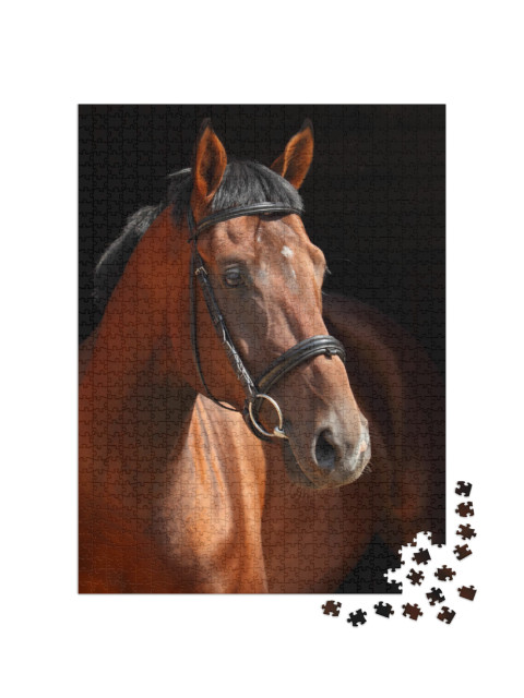 Puzzle 1000 pezzi „Stallone Trakehner“