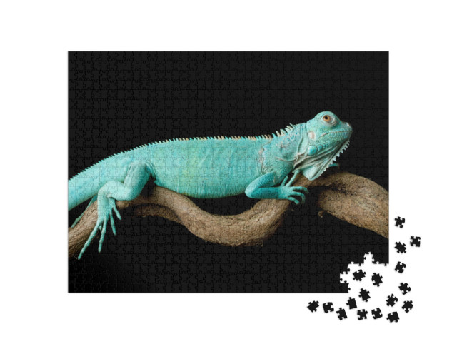 Puzzle 1000 pezzi „Iguana blu, Cyclura lewisi“