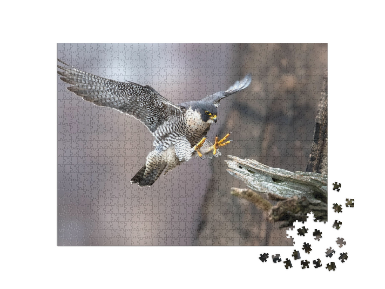 Puzzle 1000 pezzi „Falco pellegrino in perfetto avvicinamento all'atterraggio“