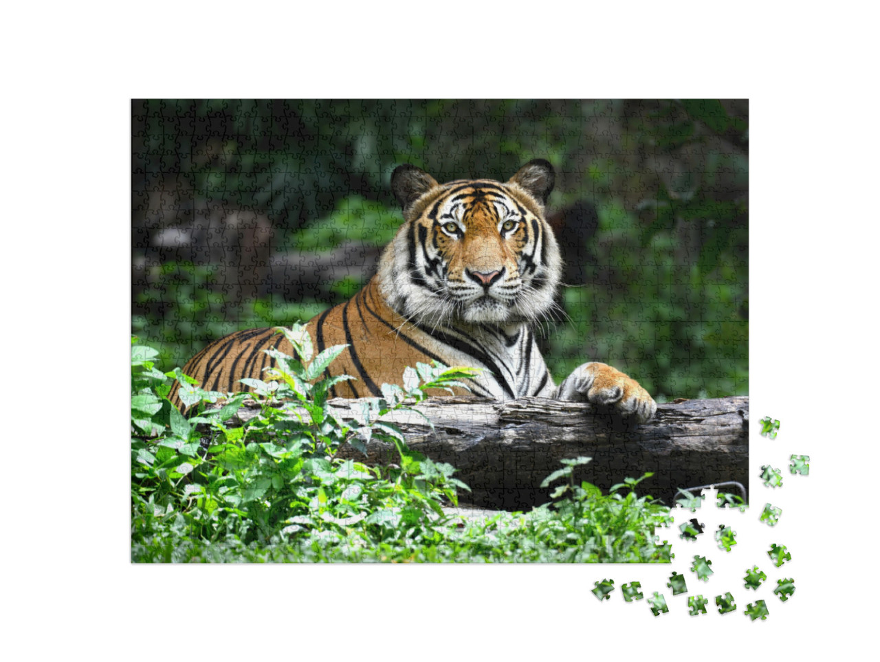 Puzzle 1000 pezzi „Tigre del Bengala“