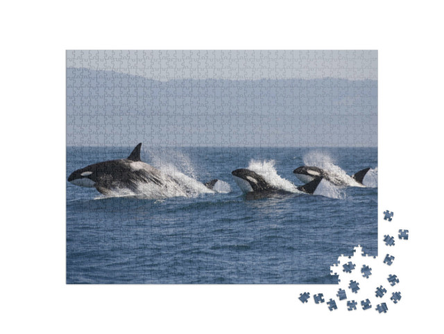 Puzzle 1000 pezzi „Banco di orche nell'oceano“