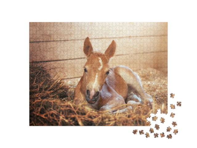 Puzzle 1000 pezzi „Puledro Haflinger nella stalla“