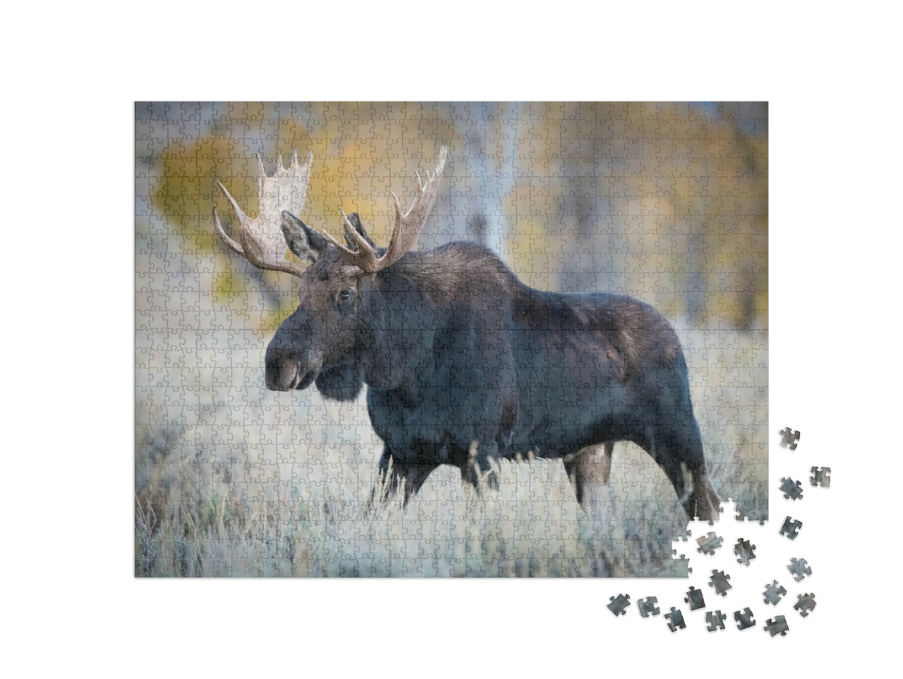 Puzzle 1000 pezzi „Alce in piedi nell'erba secca, Yellowstone, USA“
