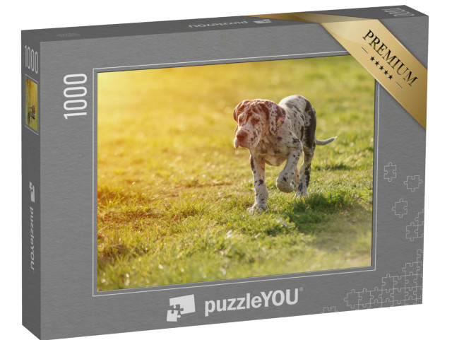 Puzzle 1000 pezzi „Alano sul prato“