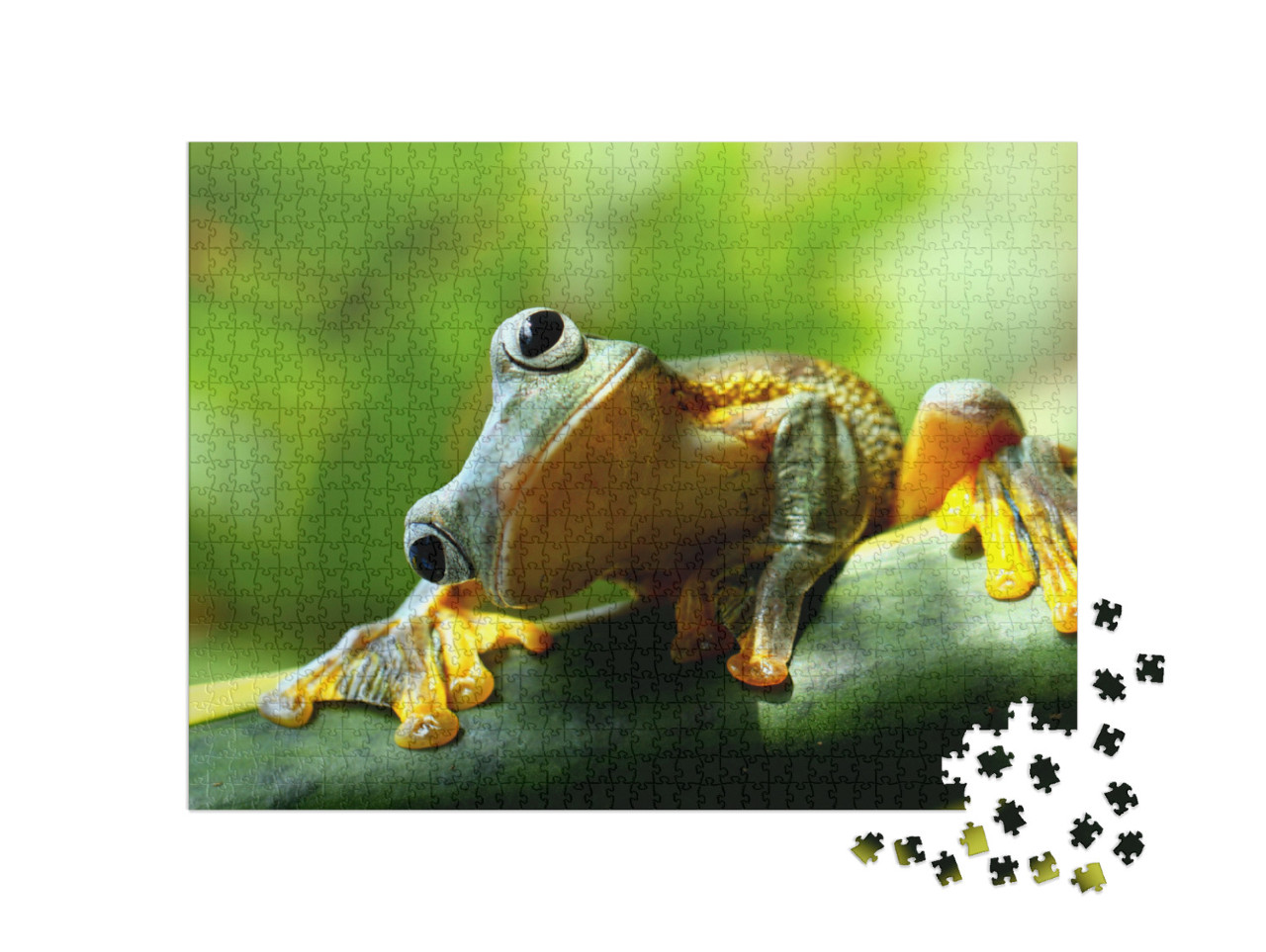 Puzzle 1000 pezzi „Rana curiosa“