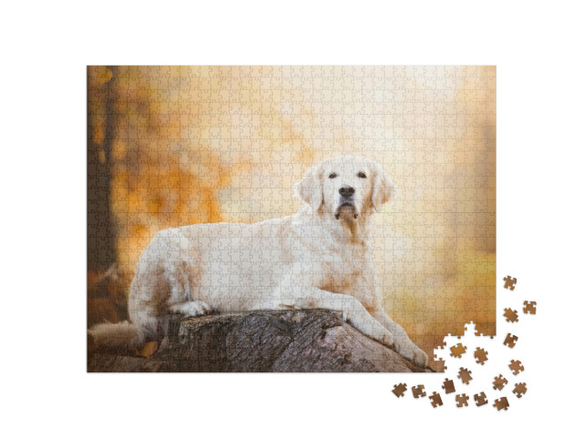 Puzzle 1000 pezzi „Attento Golden Retriever“