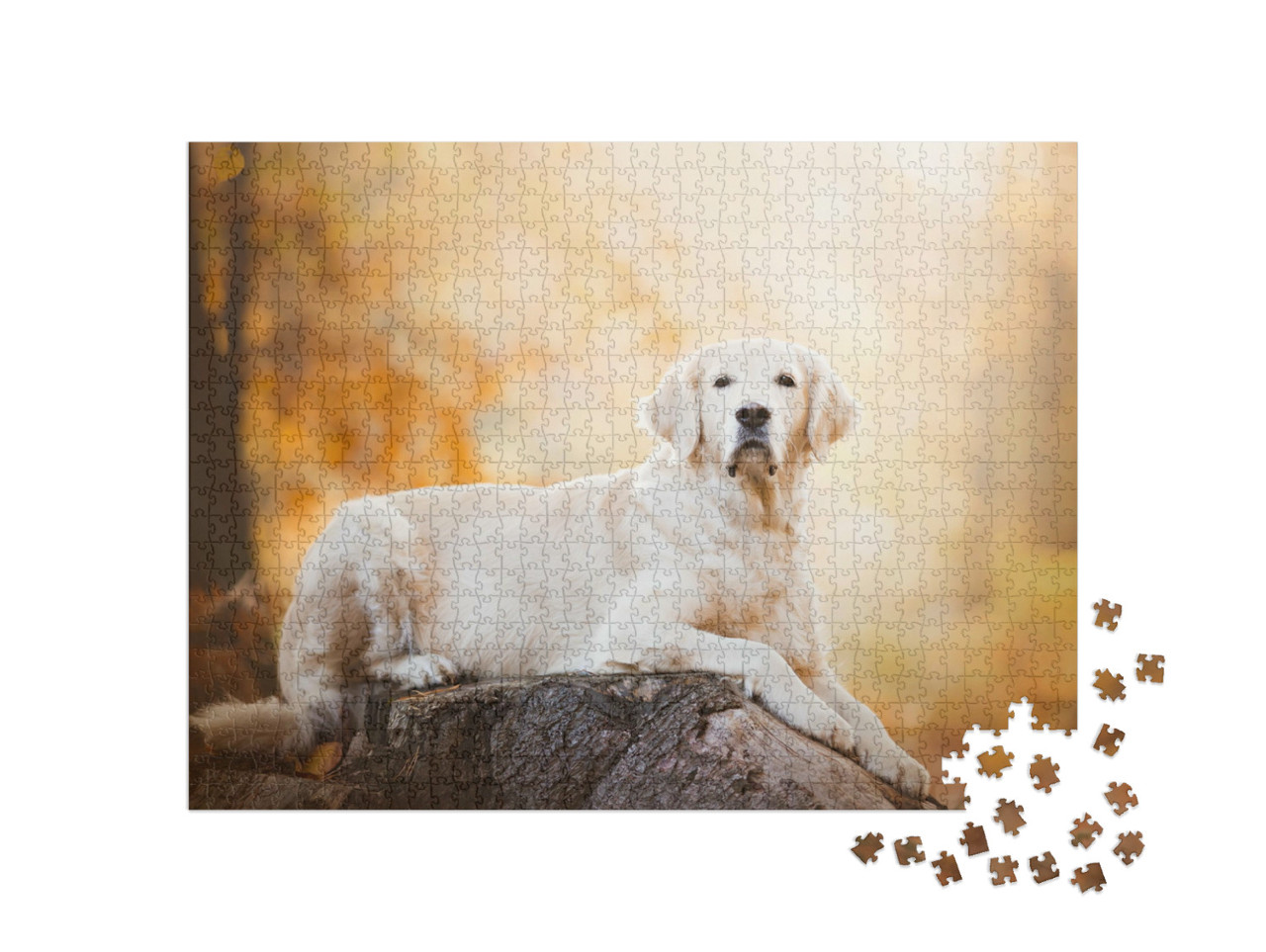 Puzzle 1000 pezzi „Attento Golden Retriever“