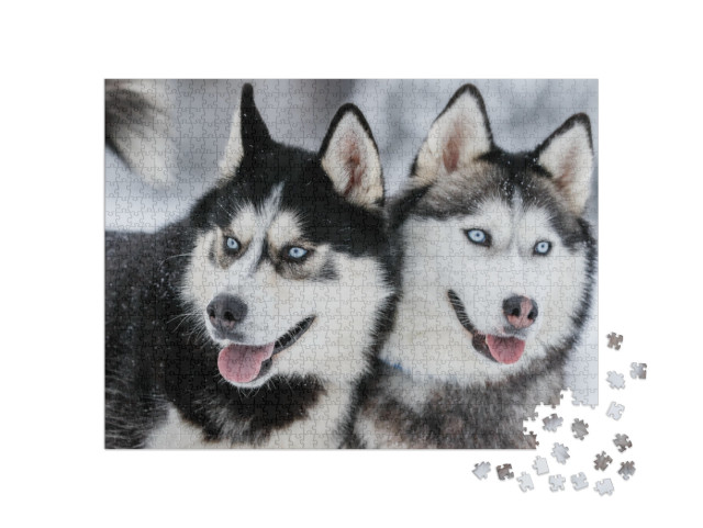 Puzzle 1000 pezzi „Siberian husky con occhi blu acciaio“