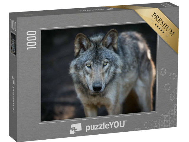 Puzzle 1000 pezzi „Primo piano di un lupo grigio nelle foreste canadesi“