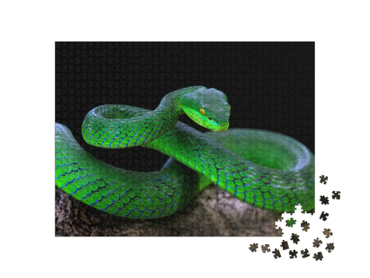 Puzzle 1000 pezzi „Serpente verde albolare“
