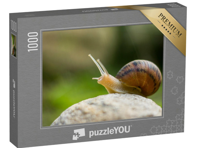 Puzzle 1000 pezzi „Una curiosa lumaca da vigneto“