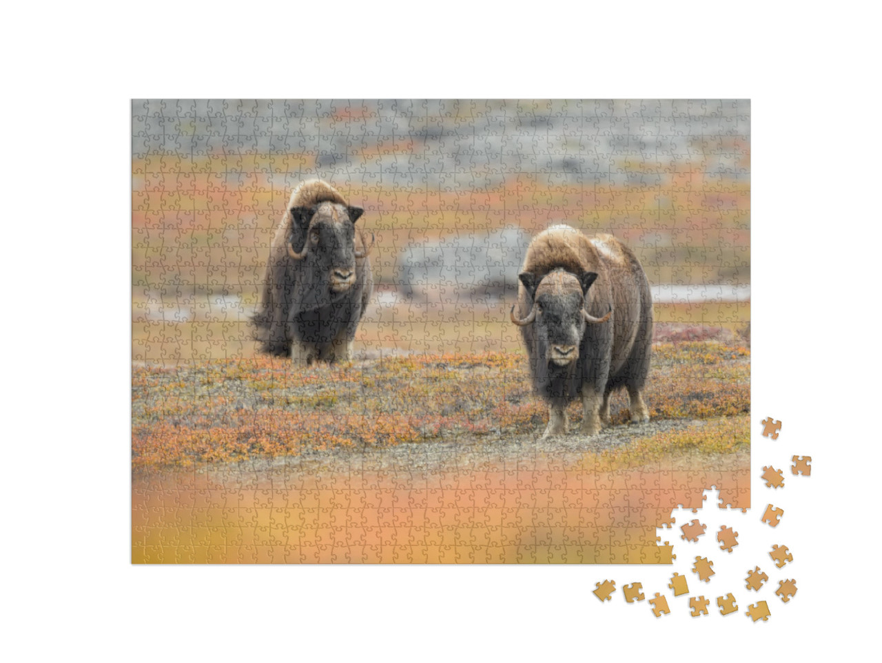 Puzzle 1000 pezzi „Buoi muschiati nel loro habitat naturale“