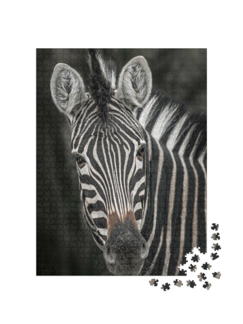Puzzle 1000 pezzi „Primo piano di una zebra“