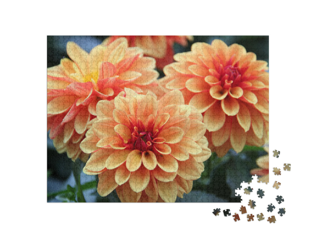 Puzzle 1000 pezzi „Fiori di dalia colorati“