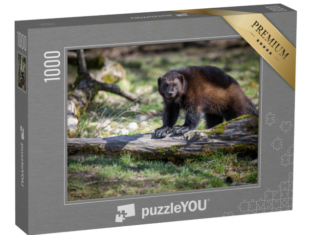 Puzzle 1000 pezzi „Un ghiottone su un albero caduto“