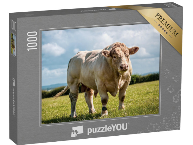 Puzzle 1000 pezzi „Il toro Charolais mostra i suoi muscoli in campo“