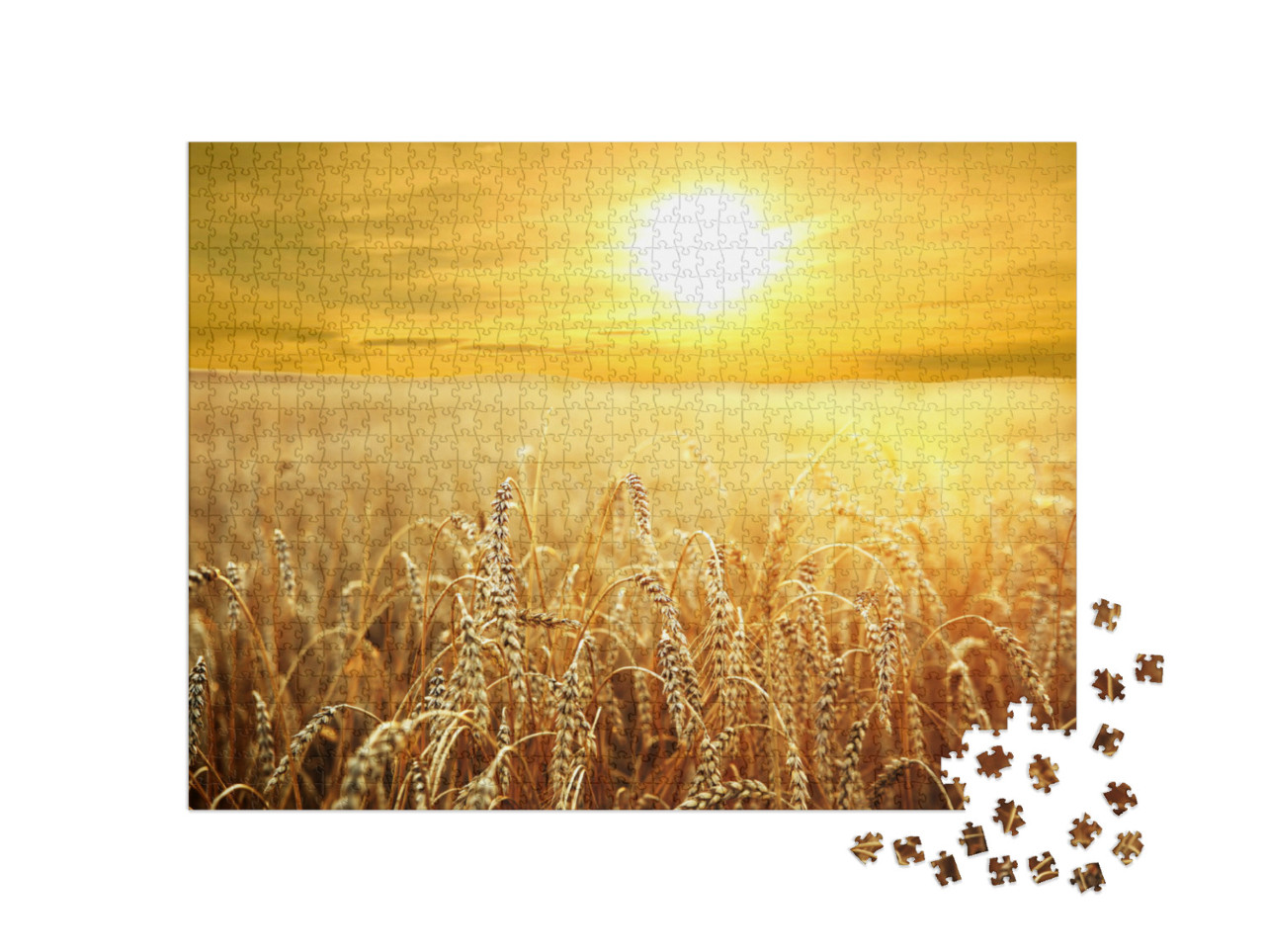 Puzzle 1000 pezzi „Tramonto sul campo di grano dorato“