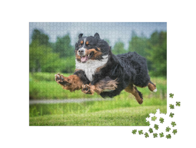 Puzzle 1000 pezzi „Salto del cane da montagna bernese“