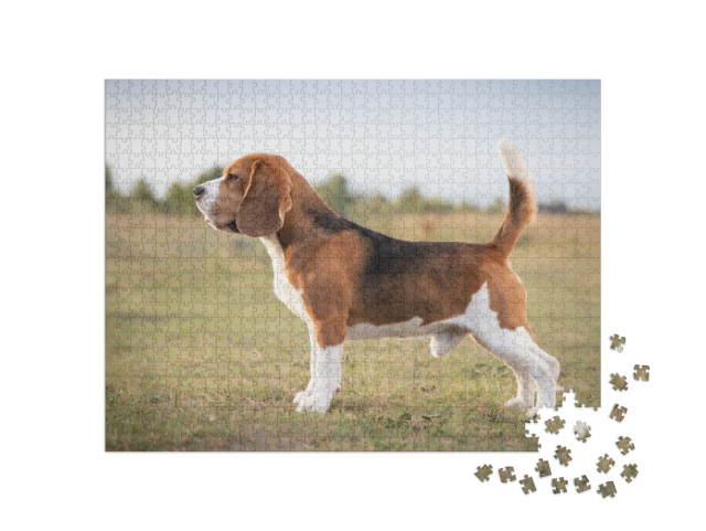 Puzzle 1000 pezzi „Un beagle pronto a cacciare“