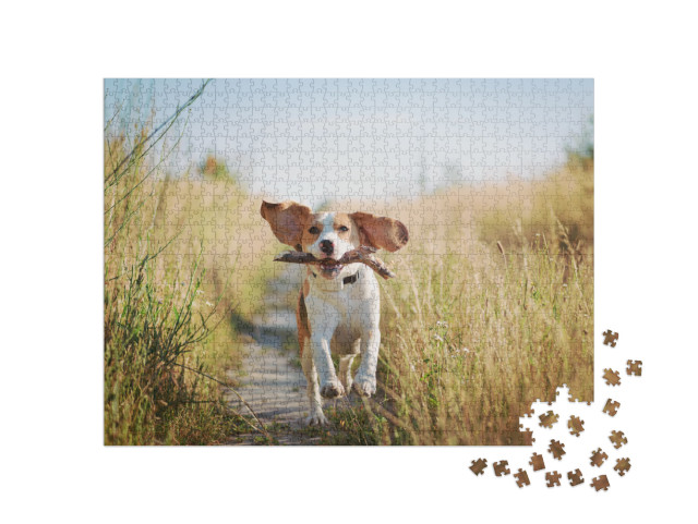 Puzzle 1000 pezzi „Un beagle con un bastone“