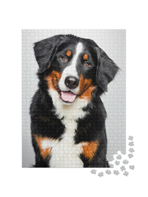 Puzzle 1000 pezzi „Ritratto di un cane da montagna bernese“