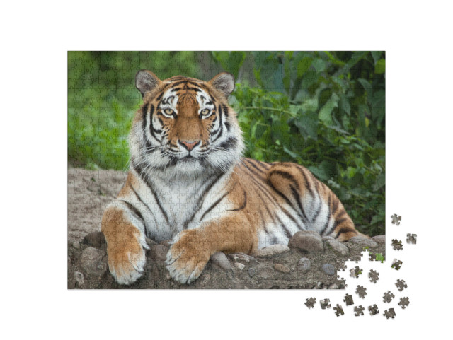 Puzzle 1000 pezzi „Tigre siberiana, nota anche come tigre dell'Amur“