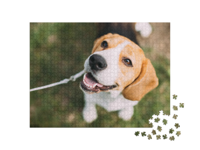 Puzzle 1000 pezzi „Un cucciolo di beagle sull'erba“